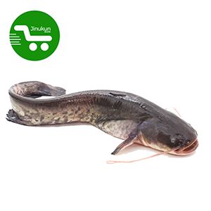 jinukun store  Poisson chat frais 1kg
