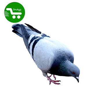 jinukun store Pigeon