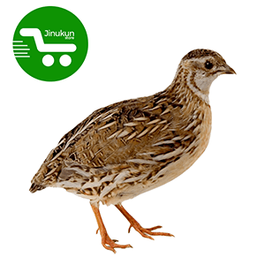 jinukun store  Cailles