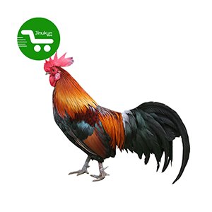 jinukun store  Poulet